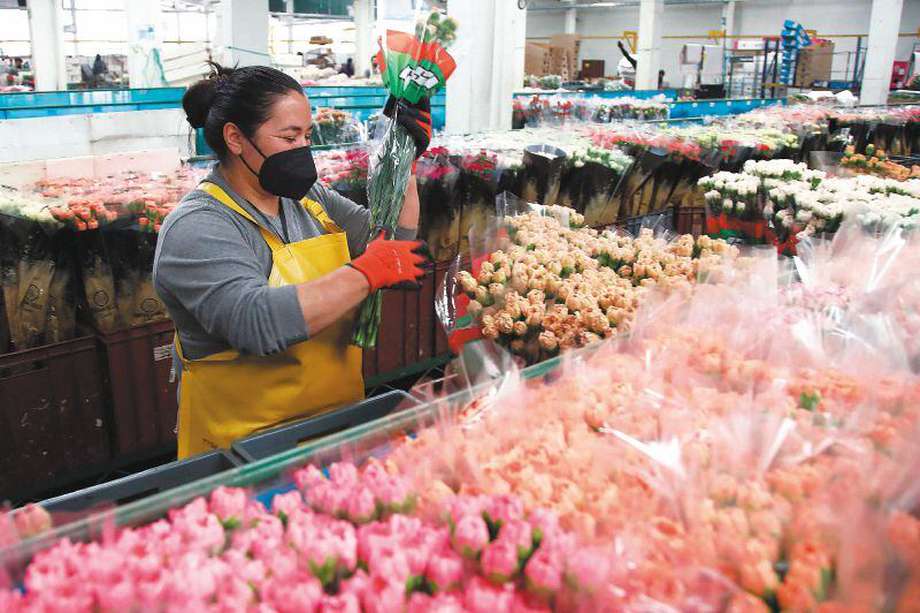  Los departamentos que más flores exportaron en 2021 fueron Bogotá, Cundinamarca, Antioquia, Risaralda y Atlántico. DANIEL MUNOZ / AFP.
