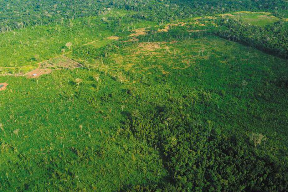 El 43 % de la pérdida de bosque en la Amazonia se ubicó a menos de un kilómetro de una carretera /Rodrigo Botero