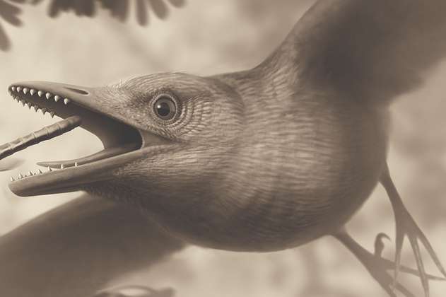 Un fósil encontrado en Brasil demostraría que las primeras aves eran inteligentes