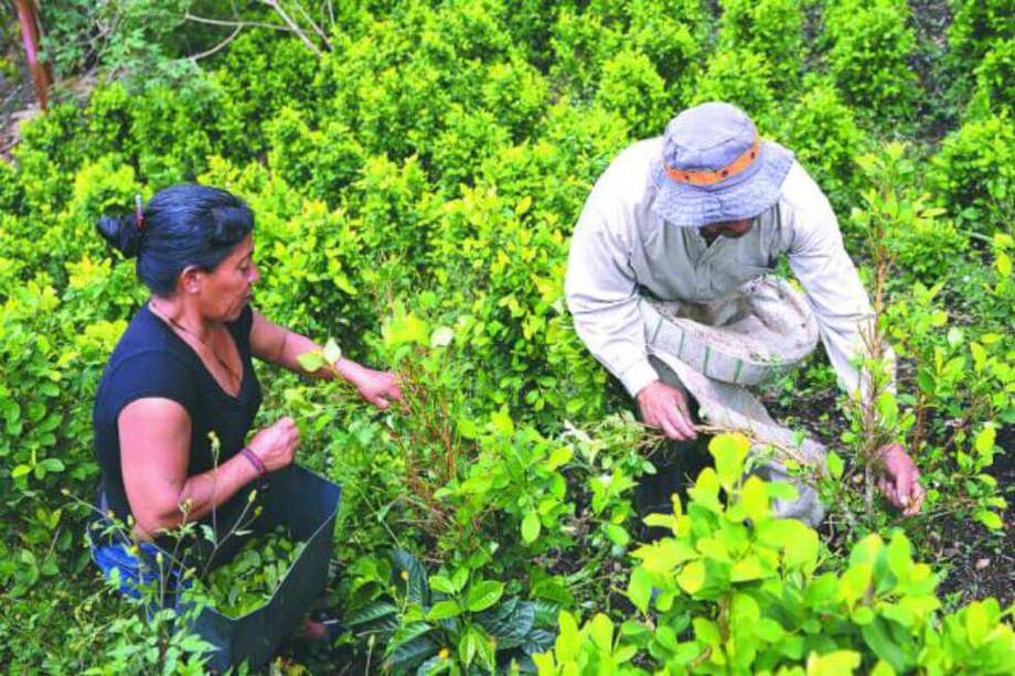 El área sembrada con coca en Colombia pasó de 169.000 hectáreas en 2018 a 154.000 en 2019. Mauricio Alvarado-El Espectador.