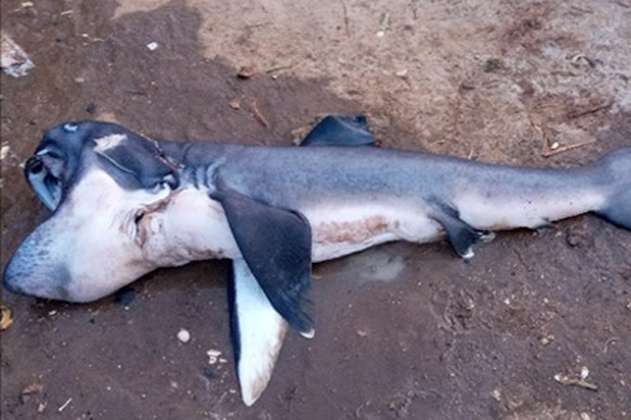 Un raro tiburón de boca gigante fue encontrado por primera vez en el este de África