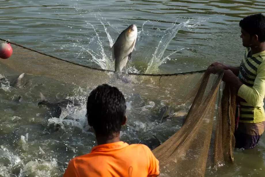 El pescado se cosecha en un criadero en Bangladesh. Un nuevo estudio dice que la regulación limitada de la acuicultura pone en peligro el medio ambiente y genera plagas y enfermedades.