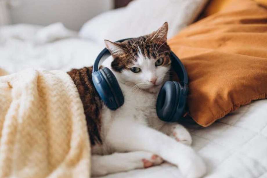 La música clásica tradicional puede funcionar para bajar el estrés y la ansiedad en gatos. 