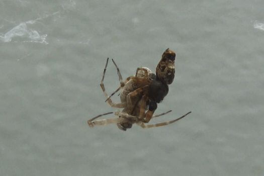 Macho y hembra de la araña Philoponella prominens apareándose.
