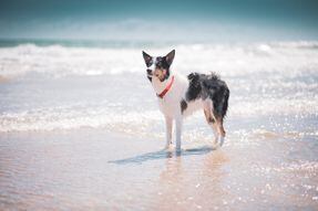 Las mejores playas de España para viajar con su perro en 2024