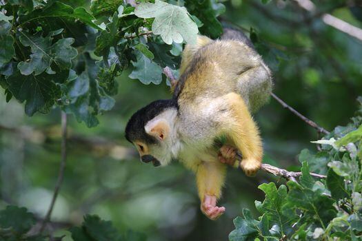 El mono capuchino kaapori y el ecuatorial, hacen parte de las siete especies de primates más amenazadas del mundo.