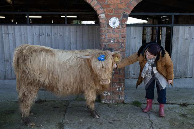 Abrazar vacas: la curiosa solución de este país para aliviar el estrés de las personas