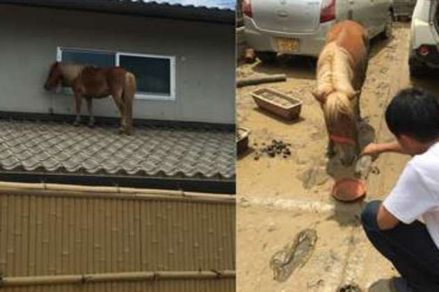 La yegua que sobrevivió a las torrenciales lluvias de Japón subiéndose a un tejado 