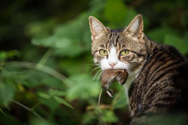 ¿Por qué los gatos llevan animales muertos a su casa?