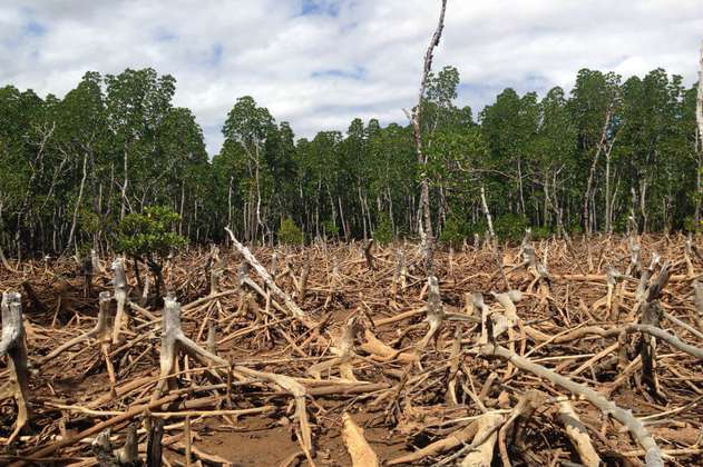 El hombre lleva 4.000 años devastando los bosques