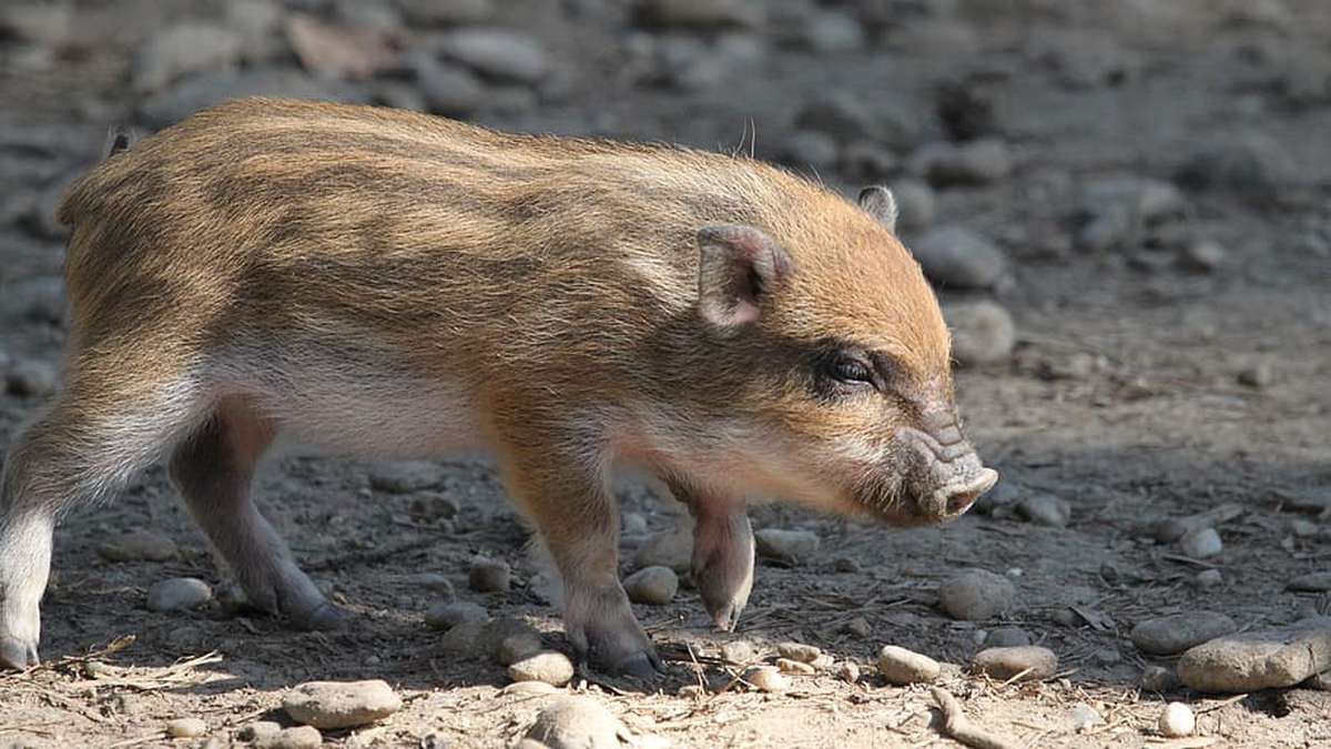 Wissenschaftler finden heraus, warum deutsche Wildschweine so radioaktiv sind (und das liegt nicht an Tschernobyl)