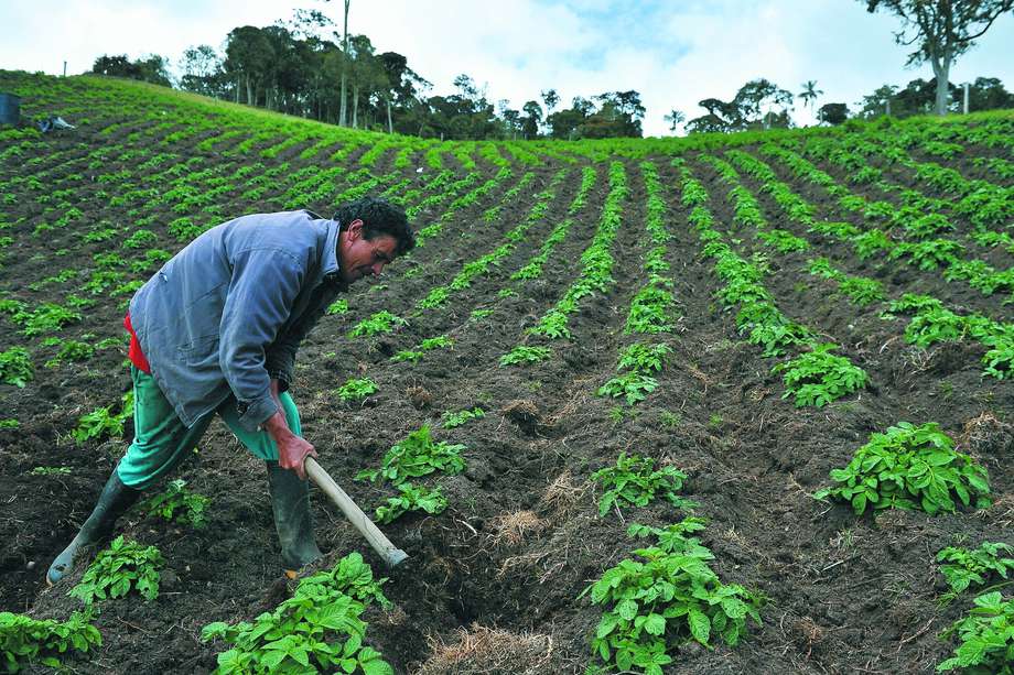 La Extensión Agropecuaria: más allá del cultivo, le apuesta al desarrollo integral del campo colombiano