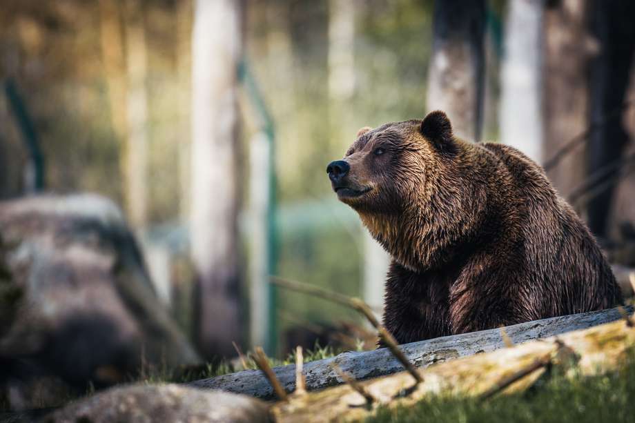 Estos osos pueden alcanzar velocidades cercanas a los 50 kilómetros por hora. 
