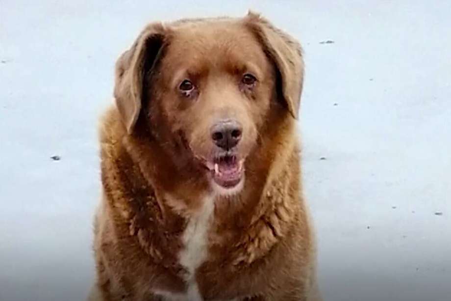 El anterior perro más viejo del mundo había alcanzado los 29 años. Por ello, Bobi logró hacer historia y alcanzar una edad nunca antes registrada en un can.