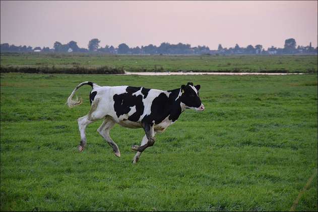 La vaca que salió sin permiso de su país y podría ser sacrificada