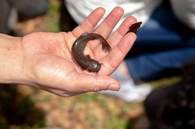 El pez capitanejo aún vive en el río Bogotá, donde fue descubierto hace 117 años