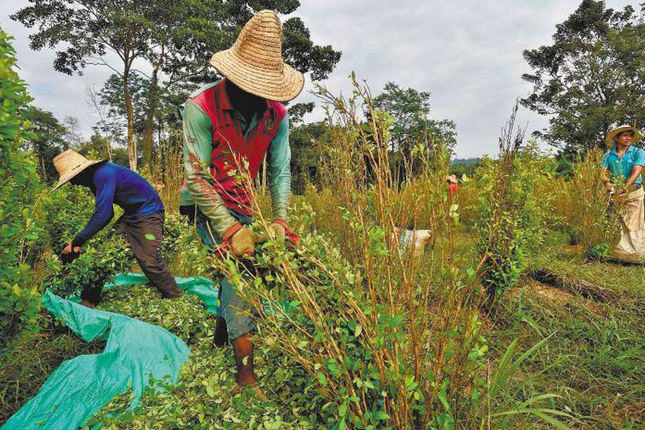 Los campesinos del Catatumbo llevan décadas pidiendo presencia integral del Estado para evitar que, por ejemplo, cultivos ilegales como la coca se extiendan y afecten la seguridad de la región, sumando migrantes venezolanos a los factores de violencia.
