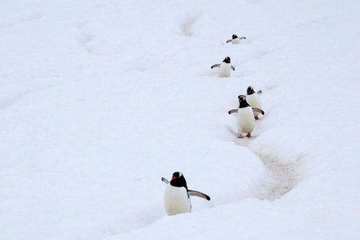 Pingüinos gentú en la península antártica /  Wikipedia