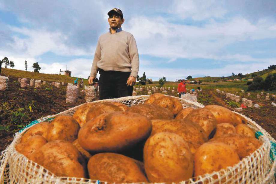 La agricultura en Boyacá involucran a más de 350.000 familias campesinas. 