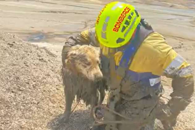 Rescatan perro atrapado en el embalse de Guatapé, Antioquia