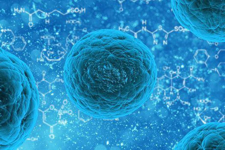 Desde el momento en que una célula nace, lleva consigo un tiempo de vida asociado a un mecanismo, que determina su longevidad