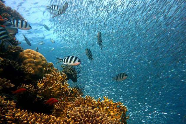 Los arrecifes de coral del Caribe podrían colapsar en solo 15 años
