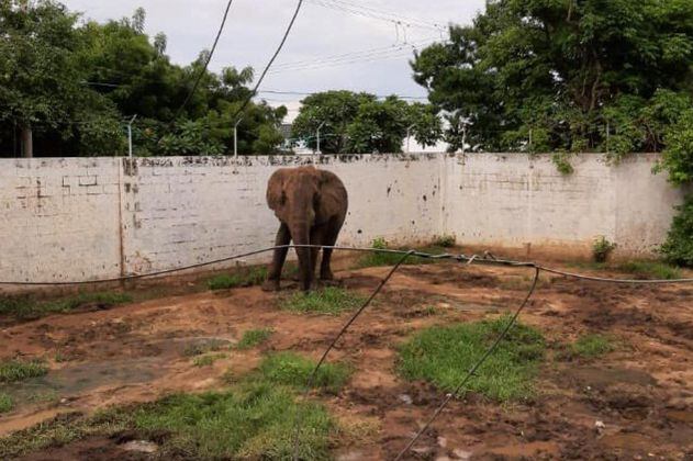 Zoológico de Barranquilla responde a críticas por el estado del elefante Tantor