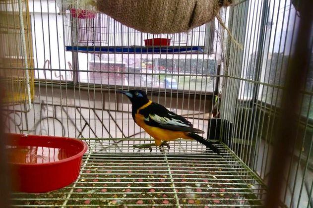 Recuperan 11 aves silvestres retenidas ilegalmente en el occidente de Bogotá