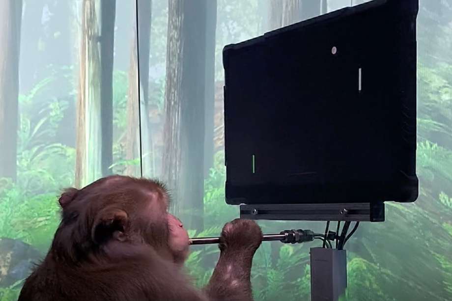 Durante el 2021, la empresa publicó un video en el que se veía a uno de los monos que hacia parte del experimento jugando ping-pong contra una máquina mientras este daba órdenes con su cerebro.
