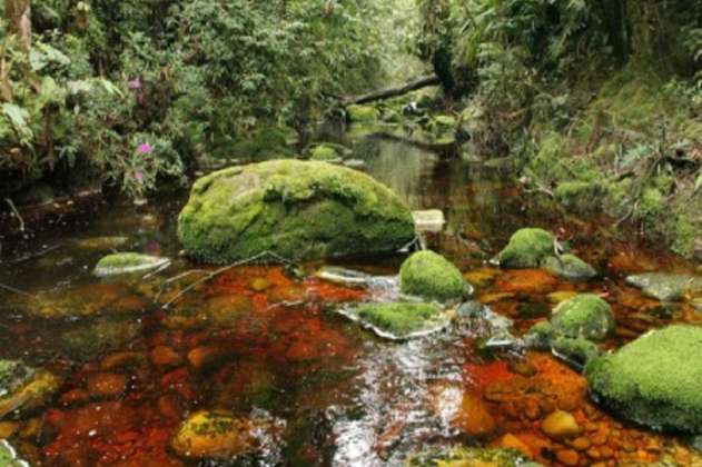 El bosque Galilea en Tolima ahora será protegido como Parque Natural Regional