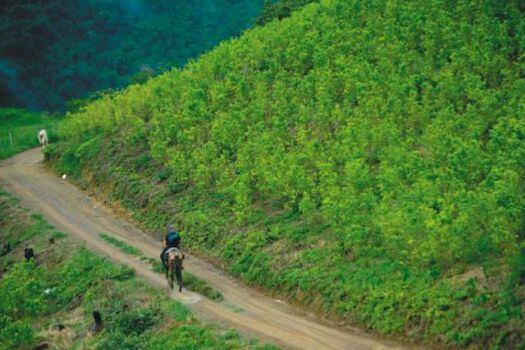 El más reciente informe de UNODC reveló que Colombia tiene 171.000 hectáreas sembradas con cultivos de uso ilícito. / AFP