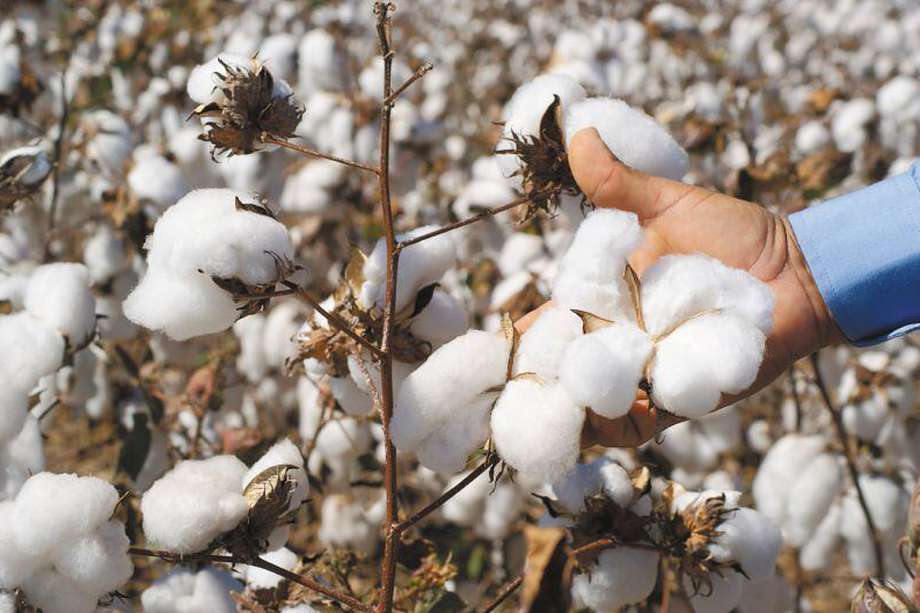 Las economías de varios países productores de algodón se basan en el trabajo forzado y el oro blanco enriquece solo a políticos y élites. 