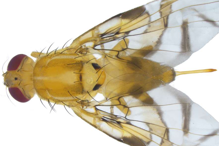 "Anastrepha fraterculus​​" es una especie de insecto díptero, es decir, que poseen solo dos alas/ ©Laboratorio Imágenes Postgrado en Ciencias Biología Univalle.