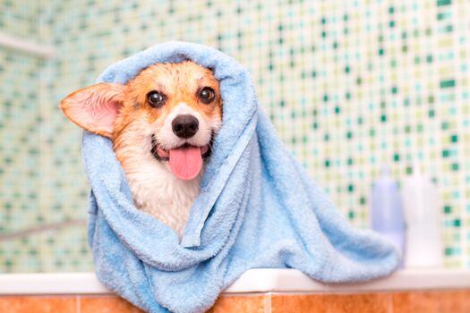 ¿Cada cuanto podemos bañar a nuestro perro? Tips para que el momento sea agradable