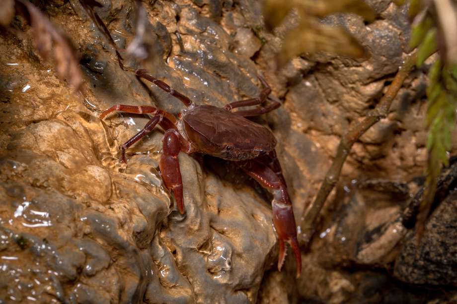 81% de los cangrejos de agua dulce en Colombia son endémicos. Cuatro científicos estudiaron cuáles son sus principales amenazas.