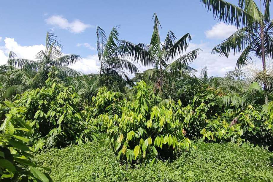 Sistema agroforestal en Tumaco (Nariño).