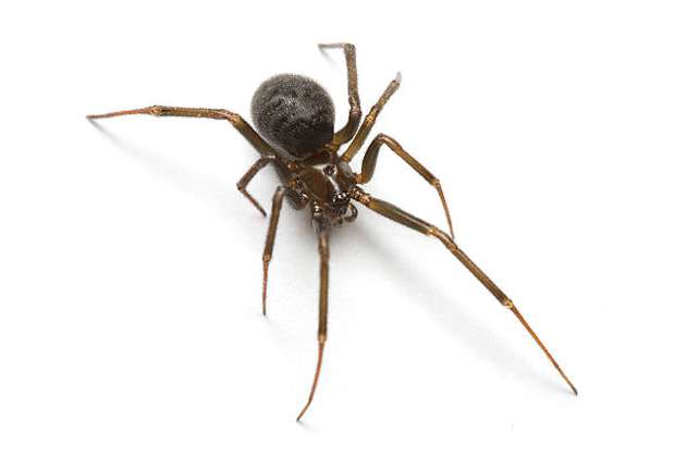 La araña viuda marrón está atacando a sus “primas” norteamericanas