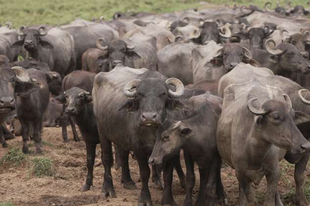 Ganadería de búfalos: una historia del potencial de las Zonas de Reserva Campesina