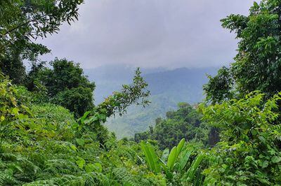 ¿Cómo proteger los bosques naturales de Colombia? Estas son cinco claves