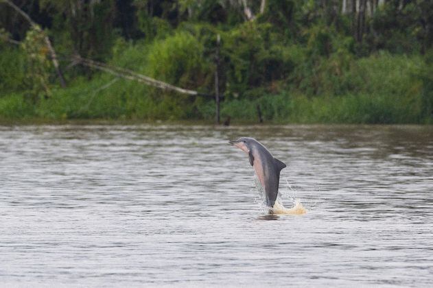Día Internacional de los delfines de río: sus poblaciones disminuyen en A. Latina