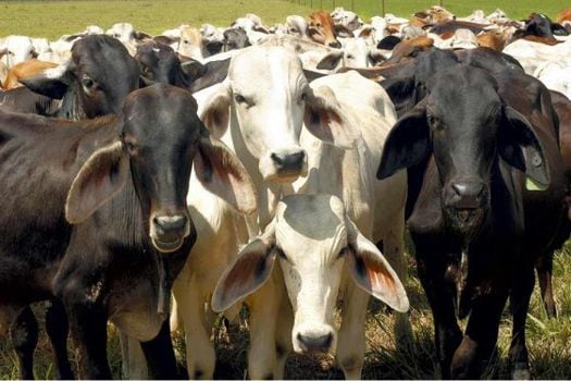 Según las autoridades en lo que va del año aproximadamente 500 cabezas de ganado se han adquirido por contrabando.  / Archivo