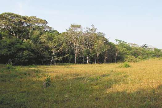 La deforestación aumenta la vulnerabilidad de los parches de bosque que aún están en pie.  / María Meza