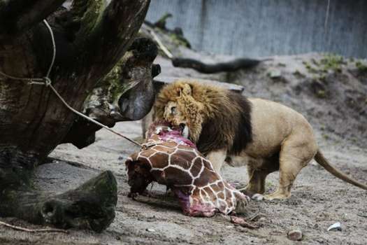 Una jirafa fue sacrificada, descuartizada y ofrecida como alimento a los leones ante los visitantes del zoo de Copenhague