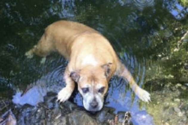 Rescate con arnés improvisado: así salvaron a perrita atrapada en estanque