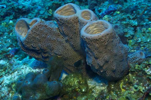 El 20% de los arrecifes de coral en Colombia podrían desaparecer en la próxima década