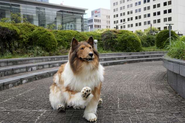 (Video) Toco, el hombre japonés que logró su sueño de convertirse en un perro
