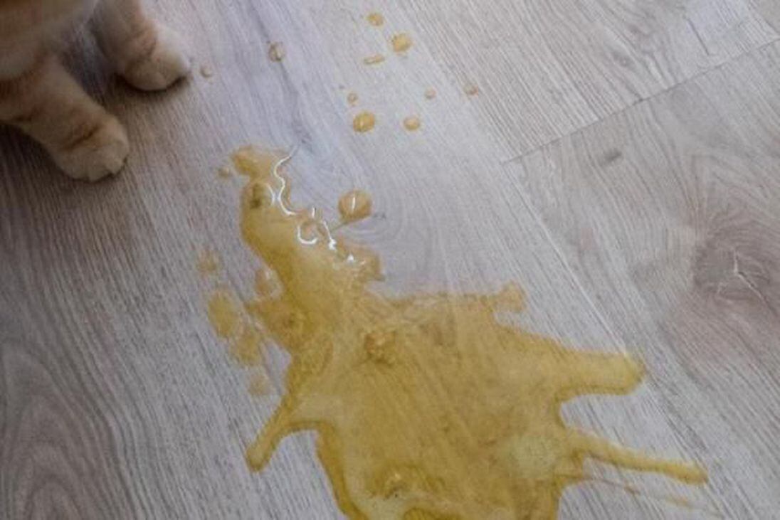 ¿Cómo atender el vomito amarillo en gatos y qué lo causa?