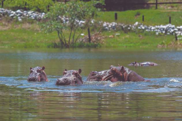 Eutanasia y las otras medidas que contempla Minambiente para controlar hipopótamos