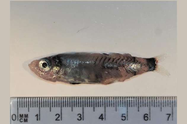 Encuentran una nueva especie de pez en las profundidades del mar 