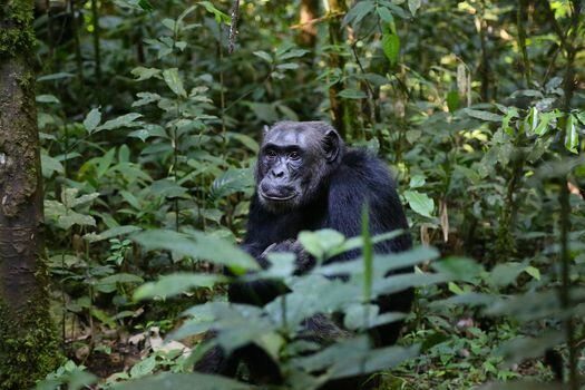Los chimpancés son capaces de establecer un nivel de comunicación y cooperación que se creía exclusivo de la especie humana. / Pixabay